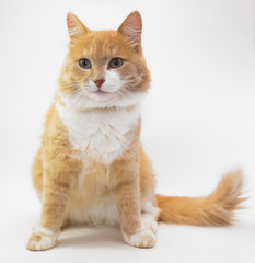 Рыжая кошка сидит на белом фоне