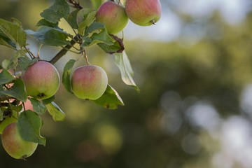 Reife Äpfel hängen an einem Baum in der Natur