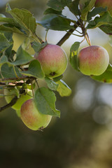 Reife Äpfel hängen an einem Baum in der Natur