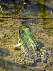 Green frog in a swamp