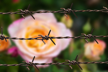 rose in sweet and soft color use for flora background