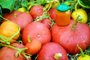 fresh  hokkaido pumpkins 