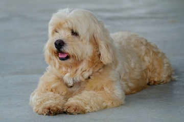 The cute dog looking here.