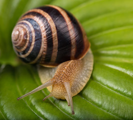 Bright cute snail