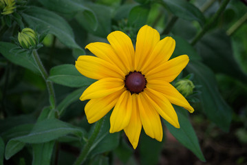 Rudbeckia jaune au crépuscule en été, Jardin des Plantes Paris