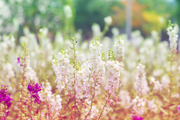 White purple pink flowers salvia shiny colorful  in meadow