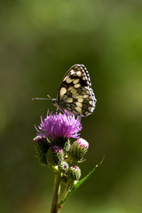 papillon échiquier ou demi deuil