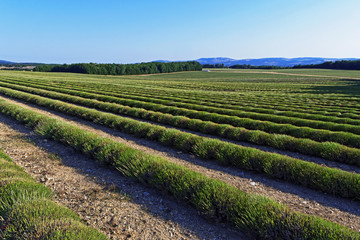 Champ de lavande moissonner