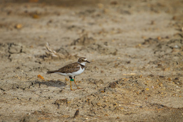 Little ringed plover (Charadrius dubius)