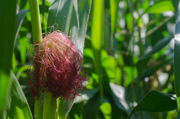 corn silk