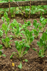 organic garden