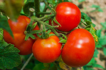 Fresh organic tomato hang on a branch in the garden