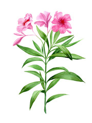 Watercolor oleander. Botanical painting, pink flower, flowers isolated on white. Design element for wedding, cards, invitation, valentine's day - obrazy, fototapety, plakaty