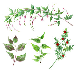 Watercolor set of green plants. Hand painted design elements for card, invitation, wedding. Botanical illustration.