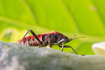 Red beetle close-up - macro