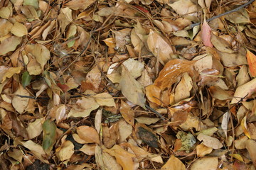 落ち葉の敷き詰まった地面
