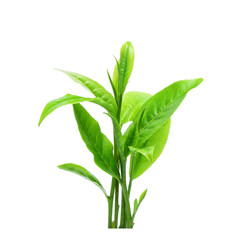 Green tea leaf isolated on white background