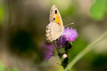 papillon moiré