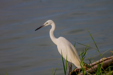 little egret, Egretta garzetta