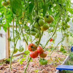 Tomatoes in the greenhouse