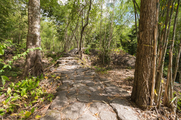 trail in the Thai Forest Park