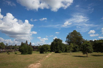 Plants and trees in Cambodia