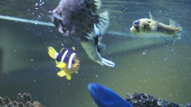 Marine fish in the aquarium