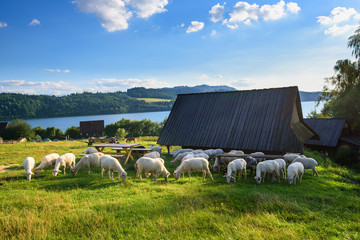 A flock of sheep grazing on the hill near a small hut. Poland.