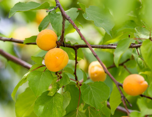 ripe yellow apricot on a tree