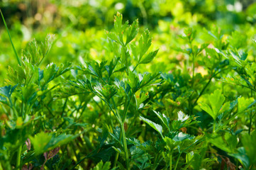 Fresh parsley in the garden
