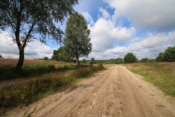 Fototapeta na wymiar Reit- und Kutschweg in der Lüneburger Heide