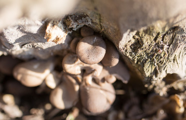 oyster mushrooms on a tree stump in nature