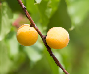 ripe yellow apricot on a tree