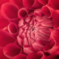 Red flower petals, close up and macro of chrysanthemum, beautiful abstract background