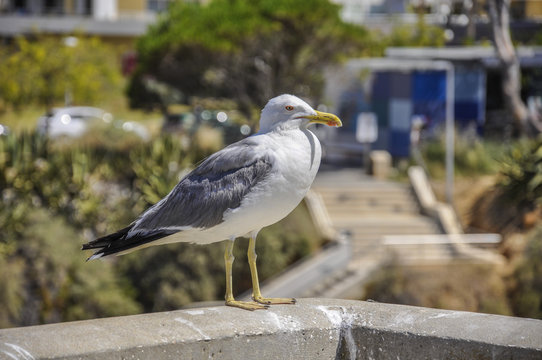 Gaviota posada en un parapeto de piedra