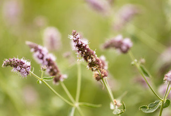 purple flower in nature