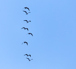 flock of birds in the sky