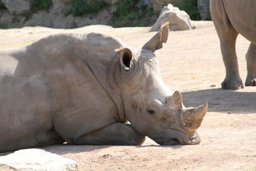 Fototapeta premium rhinocéros 16082016 