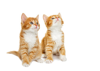 Kitten looking on white background