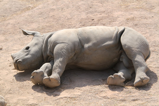 bébé rhinocéros 16082016