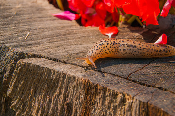snail on the stump in the garden on a sunny day with beautiful flower © risbo