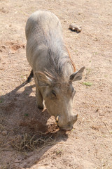 Fototapeta premium phacochère 16082016 