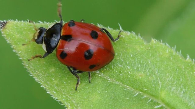 slow motion close up of red ladybird crawling on green leaf in garden
