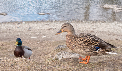Wild ducks near lake