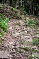 Mountain trail in the forest with rocks covered with moss in a national park in the Skole Beskids near Lviv
