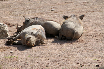 phacoch&egrave;re 16082016
