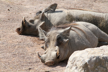 phacoch&egrave;re 16082016
