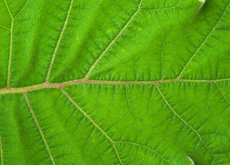 Fototapeta na wymiar green leaves of eggplant ,Leaf Texture.