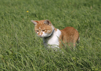 Domestic Cat is hunting mice in the field