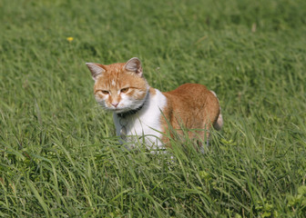Naklejka na ściany i meble Domestic Cat is hunting mice in the field
